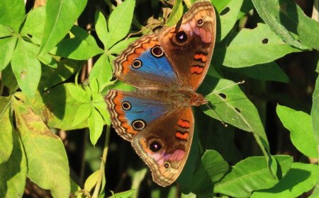 22% of butterflies in U.S. disappeared in 2 decades, study finds