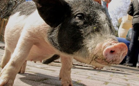 Chinese researchers report a pig kidney transplant and a first-step liver experiment