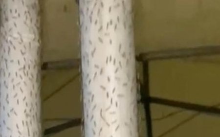 Swarms of midges are bugging a Tuscan beach town, which wants an emergency declared to help