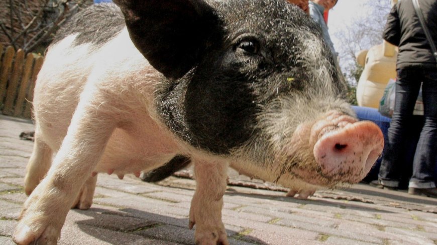 Chinese researchers report a pig kidney transplant and a first-step liver experiment