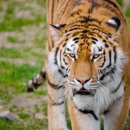 Tiger